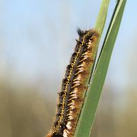 Drinker Moth caterpillar 1 OLYMPUS DIGITAL CAMERA
